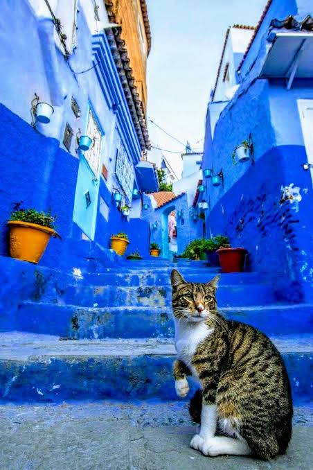 A cat resting in a blue-painted alley in Chefchaouen