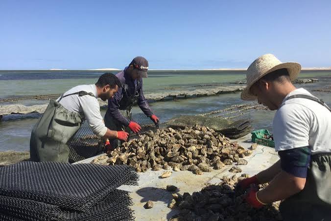 Fresh Dakhla oysters served on the lagoon — Morocco's finest seafood at source