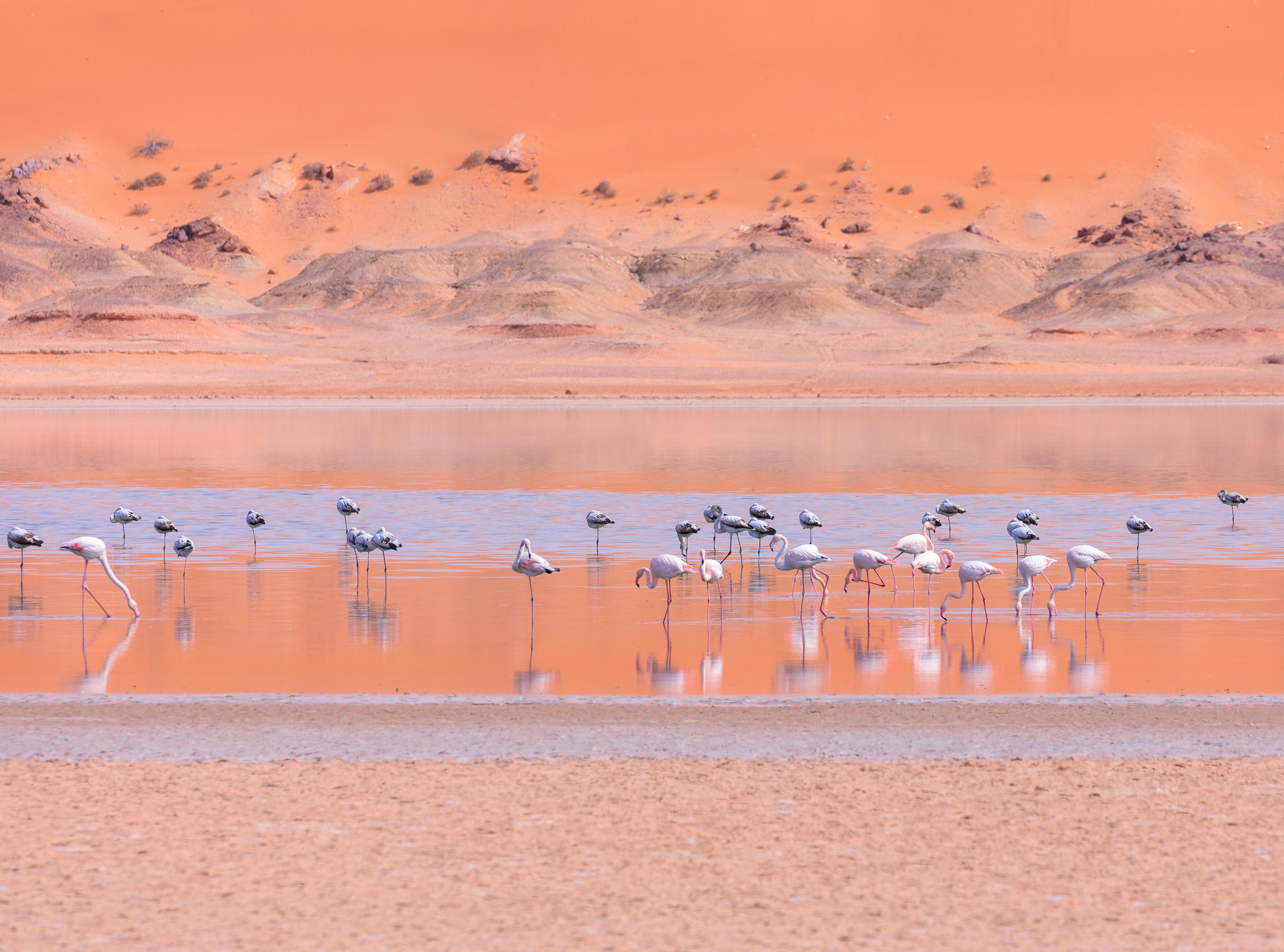 Erg Chebbi dunes Merzouga Morocco at dawn
